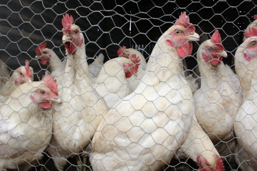 Taking pride in the chickens
